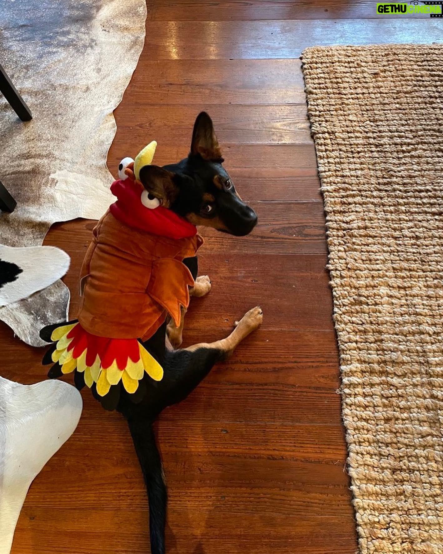 Jim Cramer - 1.8K Likes - Happy Thanksgiving to all!