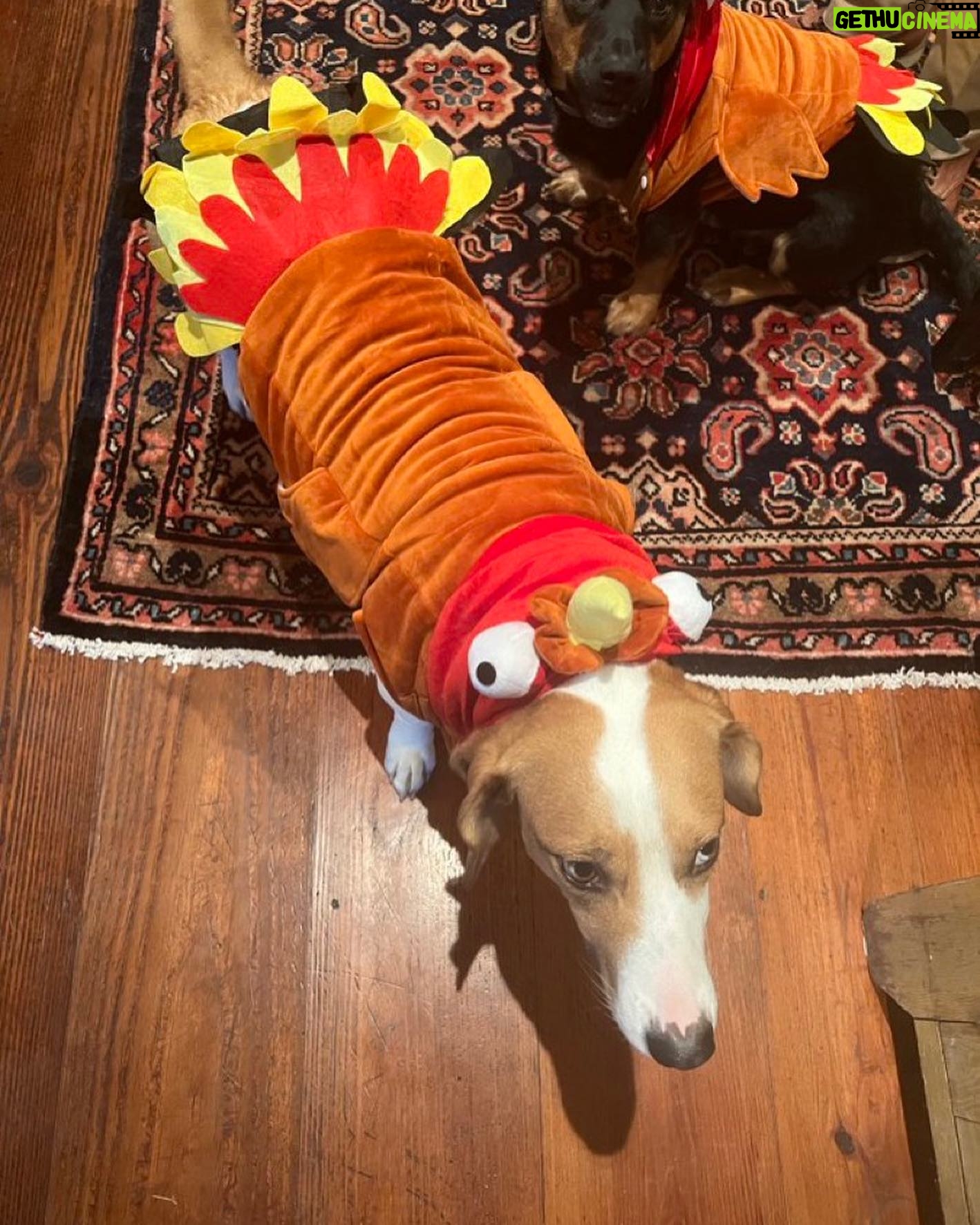 Jim Cramer - 1.8K Likes - Happy Thanksgiving to all!