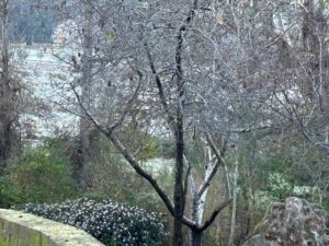 Jimmy Barnes Instagram - Can you believe our daphne has survived such frosty mornings? It grows like hedges here down by the river. The perfume in the garden is out of this world. Nice having a rest at home