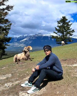 Jiravich Pongpaijit Instagram - Big Horn Sheep 🐑 & Mountain Goat 🐐 เจอตามธรรมชาติ เดินขึ้นเขามาแบบสุ่มๆ อย่างฟิน 😁🇨🇦 #oldfortpointtrail #jaspernationalpark