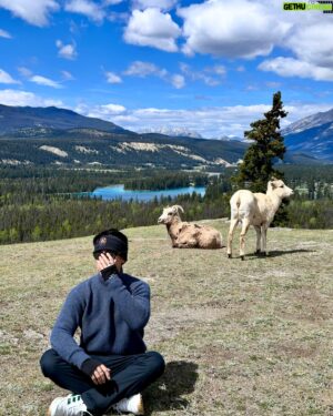 Jiravich Pongpaijit Instagram - Big Horn Sheep 🐑 & Mountain Goat 🐐 เจอตามธรรมชาติ เดินขึ้นเขามาแบบสุ่มๆ อย่างฟิน 😁🇨🇦 #oldfortpointtrail #jaspernationalpark