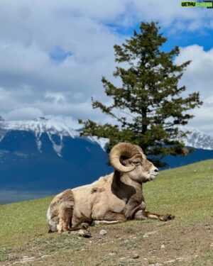 Jiravich Pongpaijit Instagram - Big Horn Sheep 🐑 & Mountain Goat 🐐 เจอตามธรรมชาติ เดินขึ้นเขามาแบบสุ่มๆ อย่างฟิน 😁🇨🇦 #oldfortpointtrail #jaspernationalpark