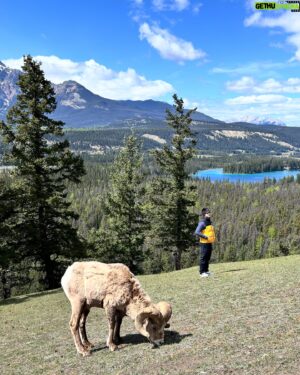 Jiravich Pongpaijit Instagram - Big Horn Sheep 🐑 & Mountain Goat 🐐 เจอตามธรรมชาติ เดินขึ้นเขามาแบบสุ่มๆ อย่างฟิน 😁🇨🇦 #oldfortpointtrail #jaspernationalpark
