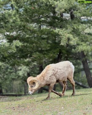 Jiravich Pongpaijit Instagram - Big Horn Sheep 🐑 & Mountain Goat 🐐 เจอตามธรรมชาติ เดินขึ้นเขามาแบบสุ่มๆ อย่างฟิน 😁🇨🇦 #oldfortpointtrail #jaspernationalpark