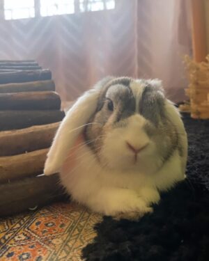 Joana Vieira Instagram - Pedido de Natal: Volta bom, meu Tobias! 🐰 #tobias #bunny #mylove
Para ajudar com as despesas do hospital veterinário : ➡️ https://ppl.pt/causas/tobias ⬅️