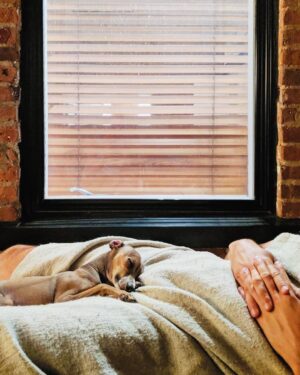 Joanie Gonthier Instagram - Mes dormeurs des extérieurs. ❤️
.
.
.
.

#babyboys #italiengreyhound #iggy #hochelaga #montreal
