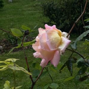 Joanna Instagram - reborn after the storm