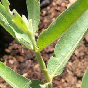 Joanna Going Instagram - I was so happy to attend the Southern California Monarch & Milkweed Conference yesterday, and then find a whole crew of teeny tiny baby caterpillars on my milkweed today! Thank you to all the wonderful teachers @samofund @theodorepayne @yesyesnursery @xercessociety @artemisia.nursery @a_wandering_ecologist @bugbobphoto @plant_material 
#savethemonarchs #milkweedformonarchs