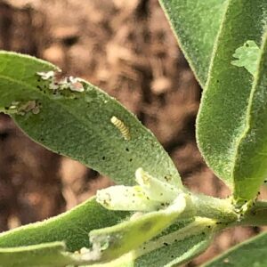 Joanna Going Instagram - I was so happy to attend the Southern California Monarch & Milkweed Conference yesterday, and then find a whole crew of teeny tiny baby caterpillars on my milkweed today! Thank you to all the wonderful teachers @samofund @theodorepayne @yesyesnursery @xercessociety @artemisia.nursery @a_wandering_ecologist @bugbobphoto @plant_material 
#savethemonarchs #milkweedformonarchs