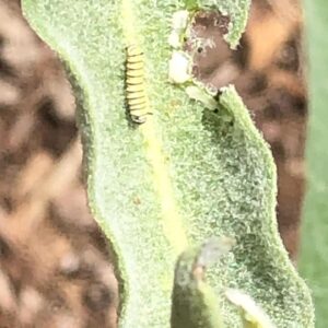 Joanna Going Instagram - I was so happy to attend the Southern California Monarch & Milkweed Conference yesterday, and then find a whole crew of teeny tiny baby caterpillars on my milkweed today! Thank you to all the wonderful teachers @samofund @theodorepayne @yesyesnursery @xercessociety @artemisia.nursery @a_wandering_ecologist @bugbobphoto @plant_material 
#savethemonarchs #milkweedformonarchs