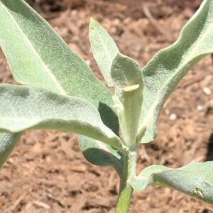 Joanna Going Instagram - I was so happy to attend the Southern California Monarch & Milkweed Conference yesterday, and then find a whole crew of teeny tiny baby caterpillars on my milkweed today! Thank you to all the wonderful teachers @samofund @theodorepayne @yesyesnursery @xercessociety @artemisia.nursery @a_wandering_ecologist @bugbobphoto @plant_material 
#savethemonarchs #milkweedformonarchs