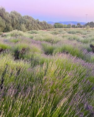 Joanna Going Instagram - Made a visit to the glorious Lavender Festival @123farmorganics with @duvenay 💜  I just wanna stay …. #lavenderfestival