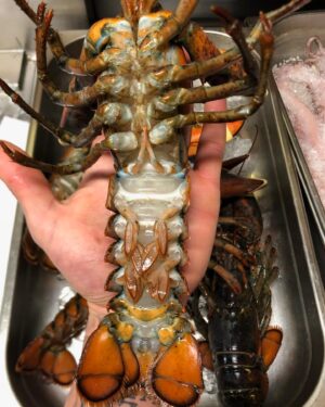 João Alcantara Instagram - Porque nossa lagosta chega morta? 

Durante os 10 anos que morei na Europa, escutei alguns cozinheiros perguntando porque no Brasil não tinha peixe. Engraçado para não dizer trágico! 

Vivo em um país com a maior bacia hidrográfica do mundo e miles de kilómetros de água sagrada. E pq nosso peixe não chega fresco? Pq não respeitamos essa cadeia? 

Eu lido com a morte todos os dias e tenho o dever de lidar com toda essa cadeia. Conhecer, comprar e levar o animal no seu melhor nível. Se essa busca não for incansável você não serve para servir. 

Deixo um espaço para resposta do @amaral_iguariasdomar um cara que tive o prazer de conhecer e tem como mantra essa batalha.

Em vídeo: Justin um jovem cozinheiro da FOgO em seu primeiro contato com esse animal espetacular. Me orgulho de ter formado cozinheiros com esse mesmo discurso do textão aí de cima!