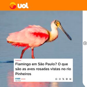 João Doria Instagram - Um sinal de esperança e renovação: aves migratórias retornam ao Rio Pinheiros, testemunhando o renascimento da vida em suas águas. Cumprindo nossa promessa de um Rio Pinheiros limpo e despoluído para São Paulo. Devo cumprimentar o atual governador @tarcisiogdf, por dar continuidade a esta obra. 
Viva a natureza!