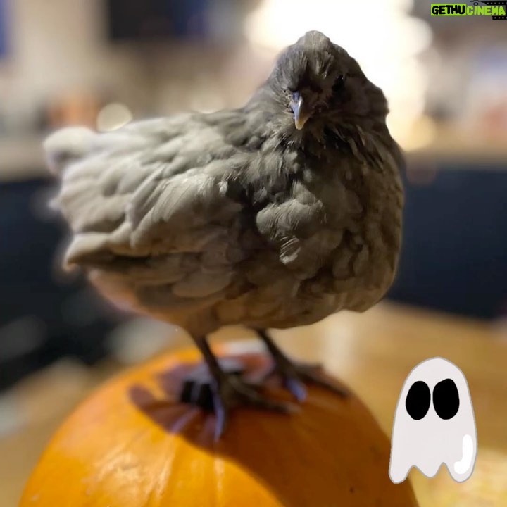 Jodie Prenger - 113 Likes - Happy Halloween you lovely lot from Mo & Me š»šš»šš»š