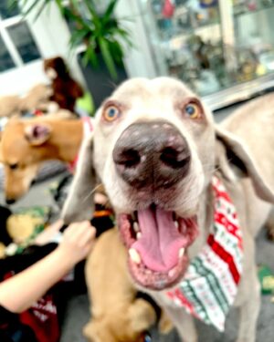 Jodie Prenger Instagram - Overload of animal alert ⚠️….who says rescues ain’t fun @silverfoxdogrescue @happilyeverafterdogrescue 💗🐕🦮🐩🐕‍🦺🦴