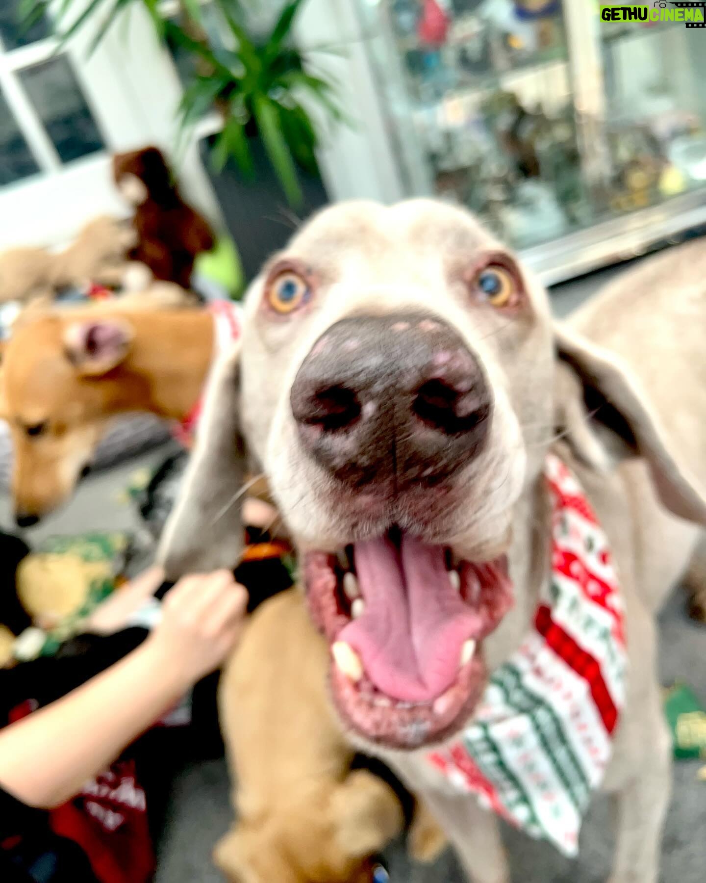 Jodie Prenger - 3 Likes - Overload of animal alert ā ļøā¦.who says rescues aināt fun @silverfoxdogrescue @happilyeverafterdogrescue ššš¦®š©šāš¦ŗš¦“