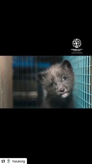 Jodie Prenger Instagram - You know that little fur trim people call fashion? Please think before you buy, before you wear it. These defenseless animals suffer a great deal. Let’s make a change. #banfur