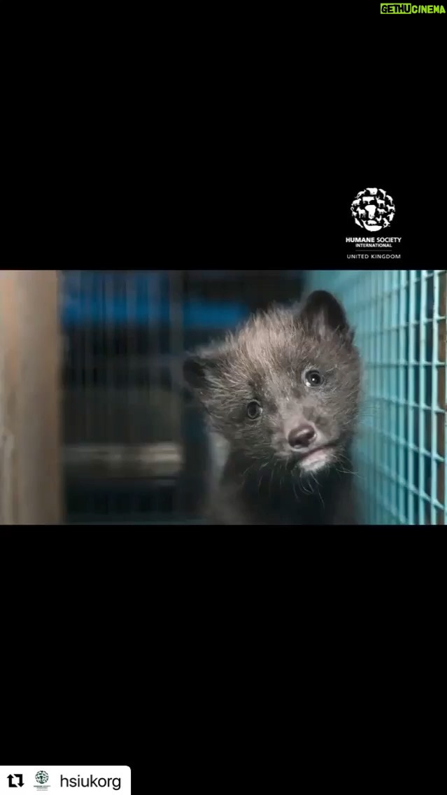 Jodie Prenger - 56 Likes - You know that little fur trim people call fashion? Please think before you buy, before you wear it. These defenseless animals suffer a great deal. Letās make a change. #banfur