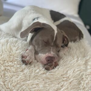 Joe Miñoso Instagram - Hey everybody. I had a great pleasure of upgrading my @cozyearth earth package with their new incredible silk comforter! If you want to get the best out of your sleep experience I highly recommend you consider one of the best bedding products I’ve ever owned. Use Discount code: CE-JOE for a great deal before my dogs buy everything!!!
