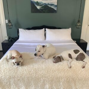 Joe Miñoso Instagram - Hey everybody. I had a great pleasure of upgrading my @cozyearth earth package with their new incredible silk comforter! If you want to get the best out of your sleep experience I highly recommend you consider one of the best bedding products I’ve ever owned. Use Discount code: CE-JOE for a great deal before my dogs buy everything!!!