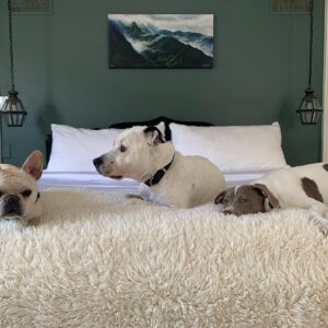 Joe Miñoso Instagram - Hey everybody. I had a great pleasure of upgrading my @cozyearth earth package with their new incredible silk comforter! If you want to get the best out of your sleep experience I highly recommend you consider one of the best bedding products I’ve ever owned. Use Discount code: CE-JOE for a great deal before my dogs buy everything!!!