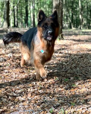 Joe Perry Instagram - Elvis in training at #CanineExtremeGSD

Photo :Colby 
@canineextremegsd 

#Vomplatzhirsch #GSD @vomplatzhirsch