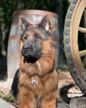 Joe Perry Instagram - Elvis in training at #CanineExtremeGSD

Photo :Colby 
@canineextremegsd 

#Vomplatzhirsch #GSD @vomplatzhirsch