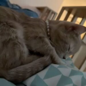 Joe Taslim Instagram - 🐈