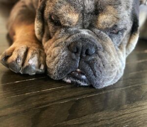 Joe Trohman Instagram - GARY UPDATE: Still the sleepiest boy in town.