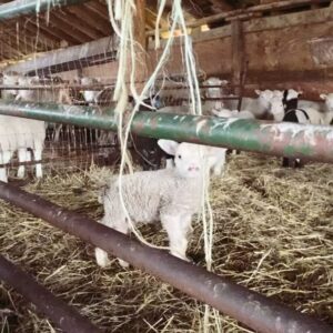 Jon Ecker Instagram - Bears and sheep get along.
