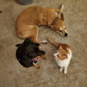 Jon Huber Instagram - Quarantine update #2

Dogs
3 legged cats
Insane 2 year old
Fat Ham cat
More Dogs
Sheiky
Publix uniform for mom
Zoom Jiu-jitsu 
Etc. In no particular order

Thoughts Larry?