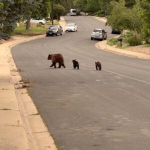 Jon Krakauer Instagram - Just encountered this mama bear and her 2 cubs taking an evening stroll down my street
