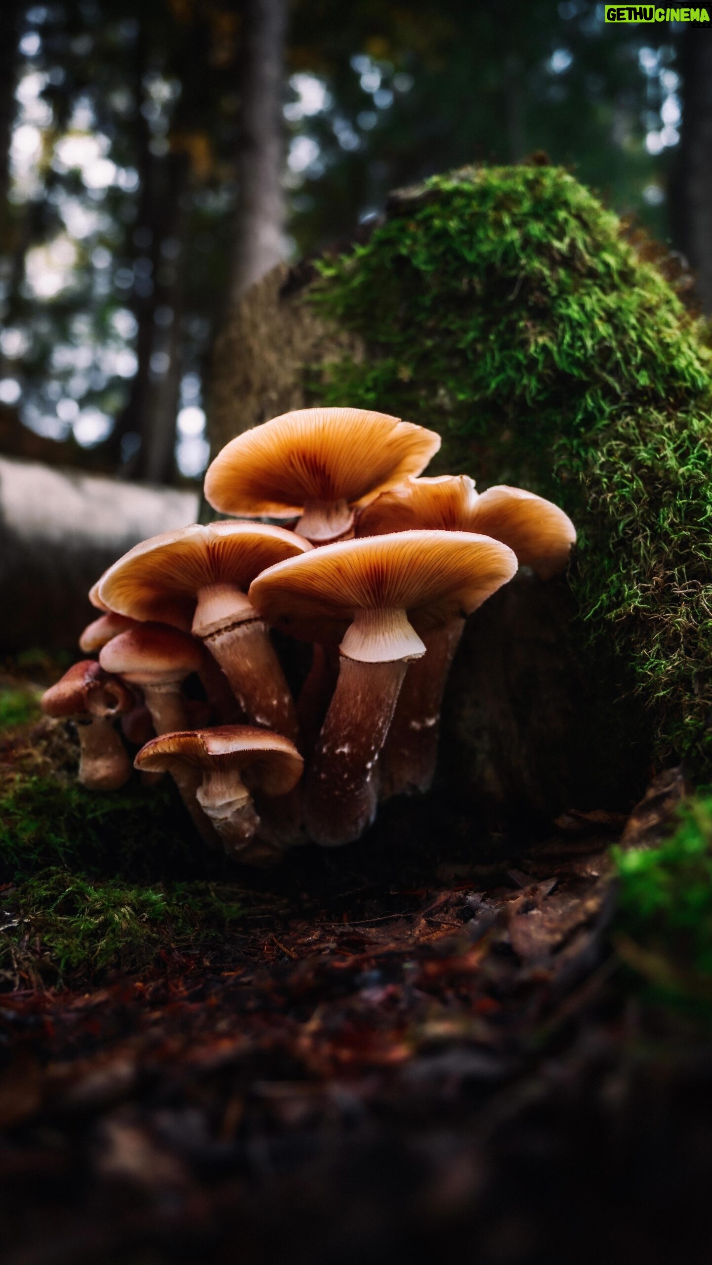 Jon Simonassi - 256 Likes - @ms.chels took me mushroom hunting 📸🍄 can you guess which single photo is hers?
⭐️ Bonus points if you can help me ID each mushroom in this reel
This was my first time shooting on the new @lumix G9II and I was pretty blown away at the quality of the stills from a micro four thirds sensor.
This camera paired with the glorious Lumix Leica lenses is a pretty magical combo. These were all shot with the 10-25mm f1.7 and 25-50mm f1.7
I’ve been getting more into capturing these stunning fungi, just like insects it’s one of those new worlds where the more you know, the less you know.
#lumixcreator #lumix #mushroomphotography #mushroomphoto #fungiphotography #fungilove #lumixg9ii