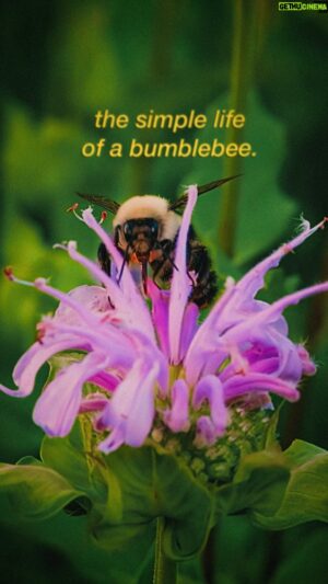 Jon Simonassi Instagram - Come hang with my bumblebee friend 😌🐝

While I’ve got ya, here are 3 neat facts about these cute lil fellas:

1️⃣ A bumblebee’s wings beat over 200 times PER SECOND 🤯

2️⃣ They have 5 eyes, which can observe in ultraviolet light to see unique landing patterns on flowers.

3️⃣ They are incredibly important pollinators just like honey bees and if all bees ceased to exist humans would too.

P.S. only female bumblebees have stingers and it’s extremely uncommon for them to sting a human, so be nice to them pretty please 🥺 

🎥 Shot on the @Lumix S5IIX in 180fps 10bit
🔎 Using the @venuslaowa 100mm Macro Cine Lens

#macrophotography #macrovideo #venuslaowa #lumix #lumixs5iix #macroworld #macroshots