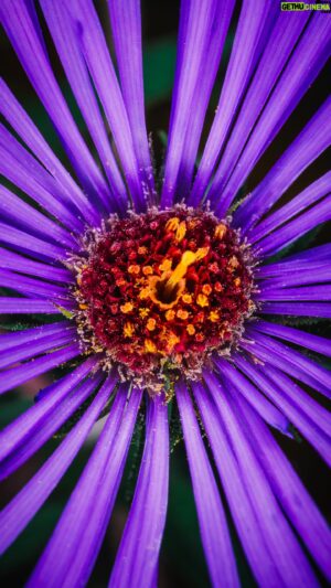 Jon Simonassi Instagram - I’ve fallen in love with macro photography this summer 📸🔎🐞

And if you know anything about me, it’s that I dive deep into my hobbies and can’t half-ass my efforts.

So after struggling with natural light macro shots of insects for a while I decided to upgrade my gear and skillset by grabbing Ring Lights from @Godox_global

I use their continuous LED ring light for video and their awesomely powerful ring light flash for stills.

Macro photography and videography is super hard and that’s why I love it so much!  A special thanks to @ms.chels for inspiring me to get into this stunning new world.

Shot on the @lumix S5IIX
With the @venuslaowa 100mm Cine Macro.

Want to get into macro photography yourself? Ask me anything below 👇

#macroworld #godoxlighting #macrophotography #macrophotographs #venuslaowa #lumixs5II