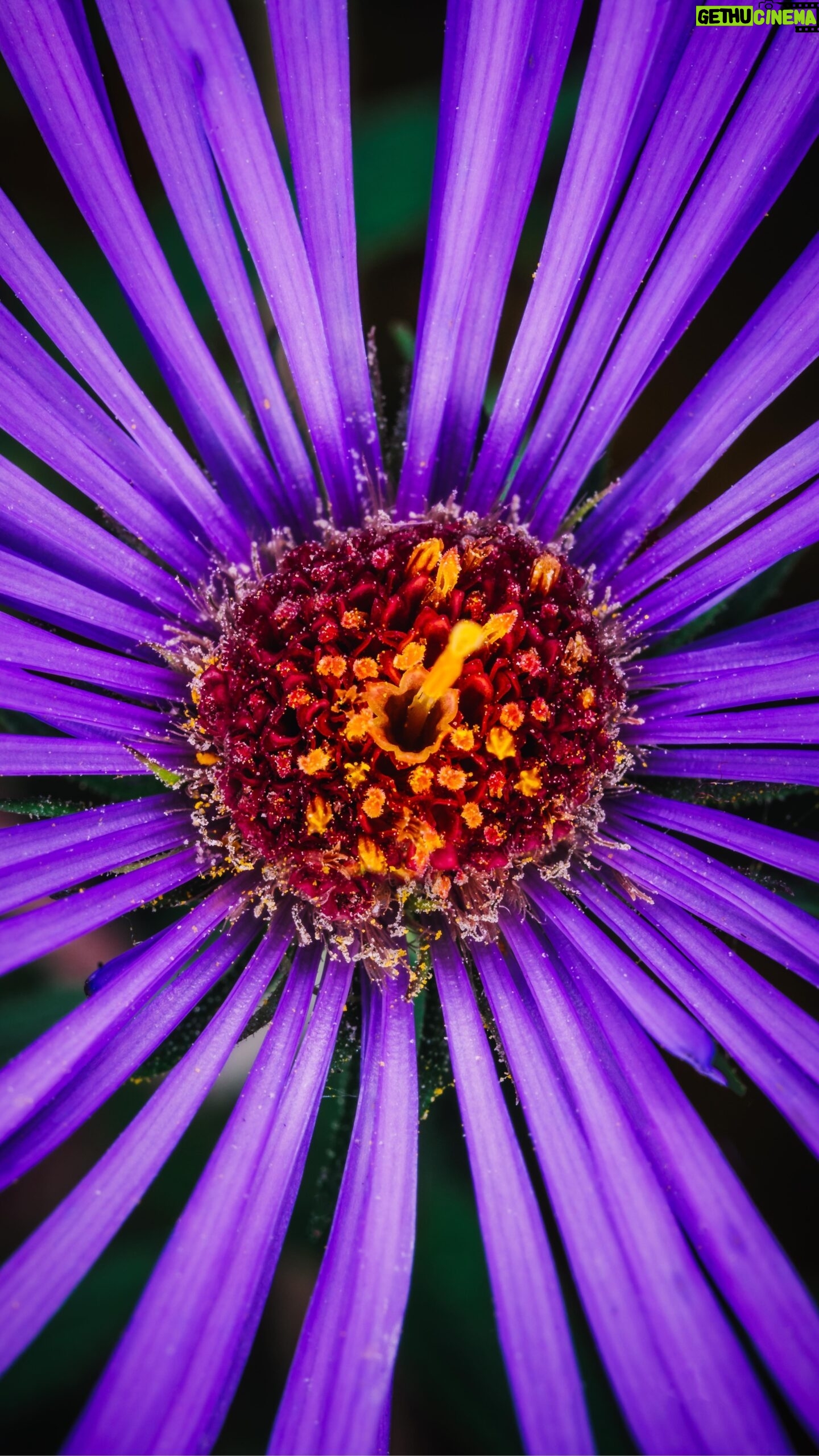 Jon Simonassi - 516 Likes - I’ve fallen in love with macro photography this summer 📸🔎🐞
And if you know anything about me, it’s that I dive deep into my hobbies and can’t half-ass my efforts.
So after struggling with natural light macro shots of insects for a while I decided to upgrade my gear and skillset by grabbing Ring Lights from @Godox_global
I use their continuous LED ring light for video and their awesomely powerful ring light flash for stills.
Macro photography and videography is super hard and that’s why I love it so much! A special thanks to @ms.chels for inspiring me to get into this stunning new world.
Shot on the @lumix S5IIX
With the @venuslaowa 100mm Cine Macro.
Want to get into macro photography yourself? Ask me anything below 👇
#macroworld #godoxlighting #macrophotography #macrophotographs #venuslaowa #lumixs5II