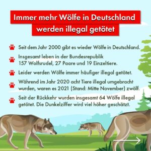 Jonas Instagram - Trotz der Tötungen genießt der Wolf in Deutschland aber eine sehr hohe Akzeptanz. Eine repräsentative Umfrage des Nabu ergab, dass 77% der Befragten es erfreulich finden, dass Wölfe wieder durch deutsche Wälder streifen.

Gibt es in eurer Region auch Wölfe?