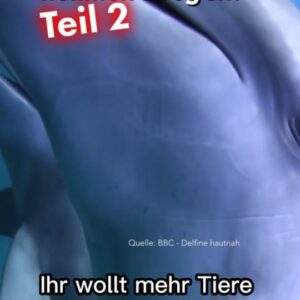 Jonas Instagram - Diese Tiere nehmen Drogen - Teil 2! 🐬🐈