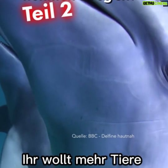 Jonas - 25.5K Likes - Diese Tiere nehmen Drogen - Teil 2! 🐬🐈