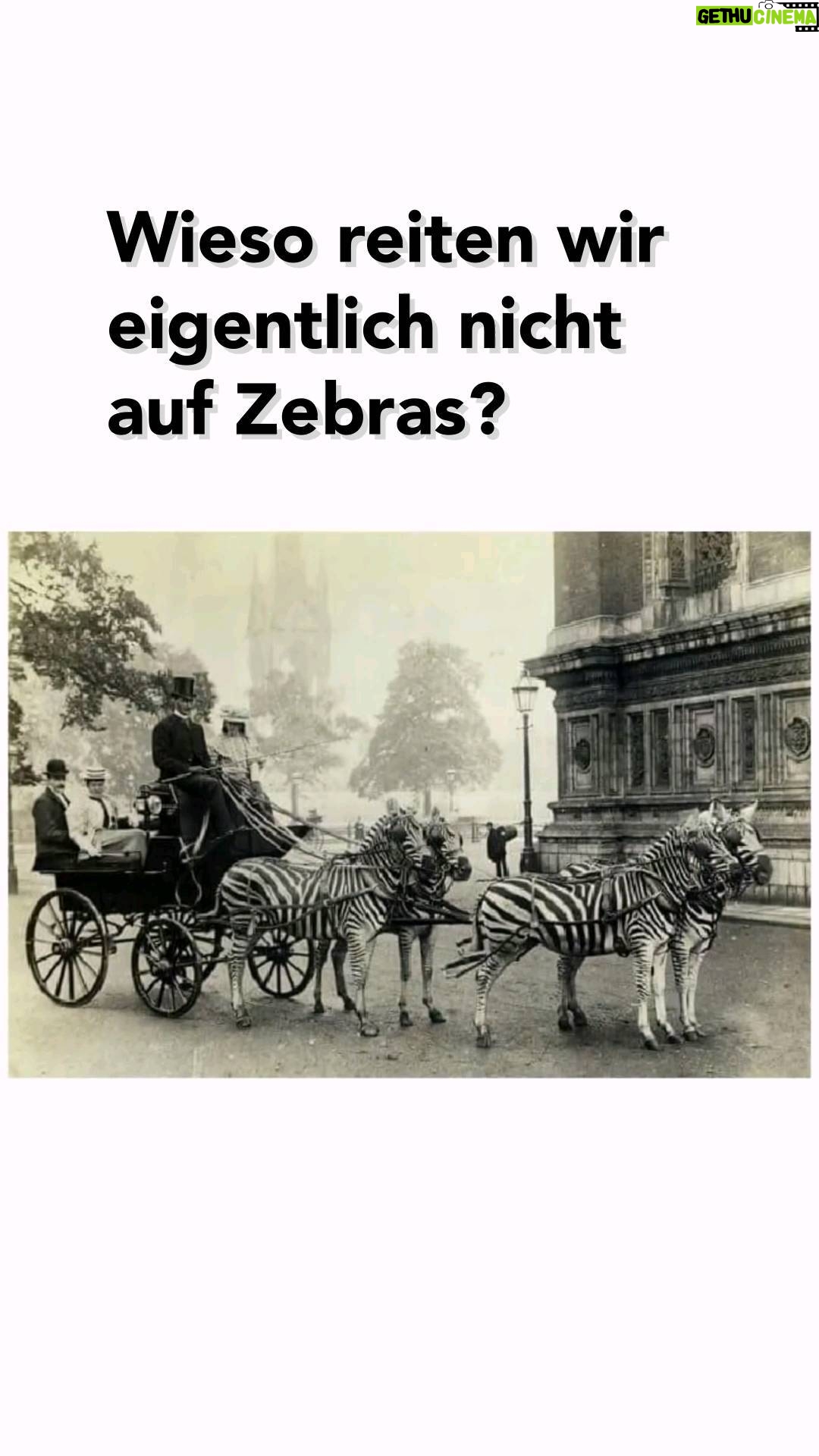 Jonas - 8.1K Likes - Wieso reiten wir eigentlich nicht auf Zebras? 🦓