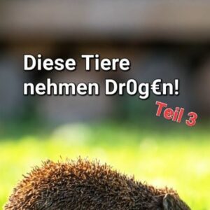 Jonas Instagram - Machen wir Igel zu Alkoholikern? 🦔