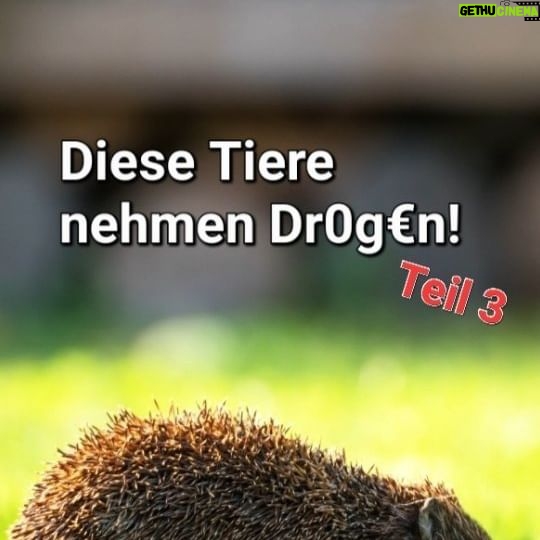 Jonas - 11.3K Likes - Machen wir Igel zu Alkoholikern? 🦔