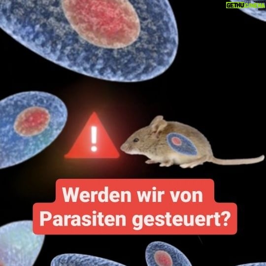 Jonas - 21.6K Likes - Werden wir von Parasiten gesteuert?
#parasite #toxoplasmose #katze #maus #mensch #wissenswert #deutschland #simplicissimus