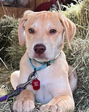 Jonathan Knight Instagram - Happy 10 months on earth to our sweet boy! Can’t imagine life without him or what his  life would have been if we didn’t adopt! Thank you for giving us  your unconditional love Oliver. We will give you the same back over and over! #adoptdontshop #sweetpawsrescue @harley.rodriguez