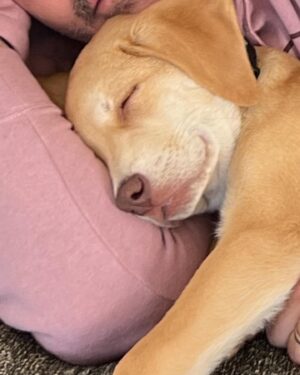 Jonathan Knight Instagram - Happy 10 months on earth to our sweet boy! Can’t imagine life without him or what his  life would have been if we didn’t adopt! Thank you for giving us  your unconditional love Oliver. We will give you the same back over and over! #adoptdontshop #sweetpawsrescue @harley.rodriguez