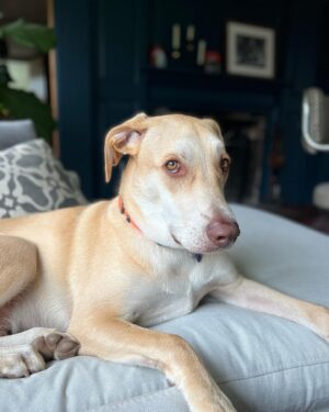Jonathan Knight Instagram - Happy 10 months on earth to our sweet boy! Can’t imagine life without him or what his  life would have been if we didn’t adopt! Thank you for giving us  your unconditional love Oliver. We will give you the same back over and over! #adoptdontshop #sweetpawsrescue @harley.rodriguez