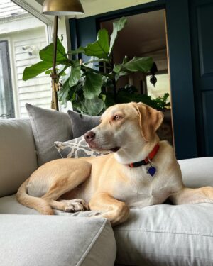 Jonathan Knight Instagram - Happy 10 months on earth to our sweet boy! Can’t imagine life without him or what his  life would have been if we didn’t adopt! Thank you for giving us  your unconditional love Oliver. We will give you the same back over and over! #adoptdontshop #sweetpawsrescue @harley.rodriguez