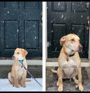 Jonathan Knight Instagram - One year ago today you came into our lives. You are the best guy ever! The love and bond you share between you and your Dada’s is magical!  #happygotchaday to our boy Oliver Knight-Rodriguez #adoptdontshop @sweetpawsrescue