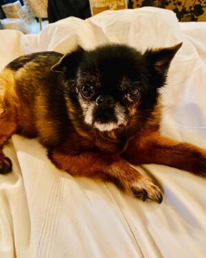 Jonathan Ross Instagram - Just collected this old boy from the vets. He’s 14 and needed an op. Touch and go but looks like he’s made it!!
Sweeney is a good boy x